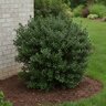 Ilex Crenata Green Lustre Japanese Holly