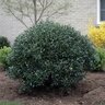 Ilex Glabra Inkberry Holly