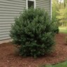 Ilex Glabra Densa Inkberry Holly