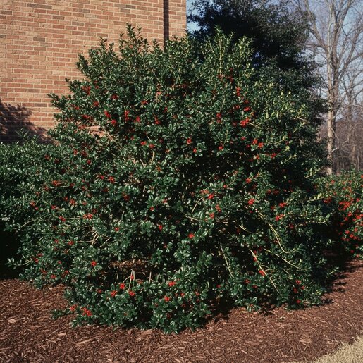 Ilex Cornuta Burfordii Chinese Holly