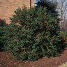 Ilex Cornuta Burfordii Chinese Holly