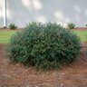 Ilex vomitoria Schilling's Dwarf Yaupon Holly