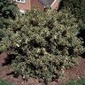 Ilex Aquifolium Argentea Marginata English Holly
