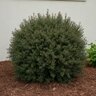 Ilex vomitoria Yaupon Holly