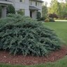 Juniperus Chinensis Nicks Compact Chinese Juniper