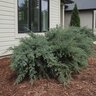 Juniperus X Pfitzeriana Glauca Blue Pfitzer Juniper