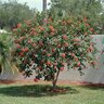 Jatropha Integerrima Spicy Jatropha