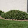 Juniperus Chinensis var. Sargentii Chinese Juniper