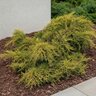 Juniperus X Pfitzeriana Old Gold Chinese Juniper