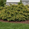 Juniperus Chinensis Bakaurea Gold Star Chinese Juniper