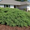 Juniperus procumbens Nana Dwarf Japanese Garden Juniper