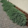 Juniperus horizontalis Bar Harbor Creeping Juniper