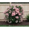 Kalmia Latifolia Minuet Mountain Laurel