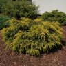 Juniperus X Pfitzeriana Gold Coast Juniper