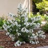 Leptospermum Scoparium Snow White New Zealand Tea Tree
