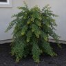 Ligustrum Japonicum Coriaceum Curly Leaf Japanese Privet