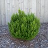 Myrtus Communis Compacta Dwarf Myrtle