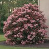 Kalmia Latifolia Raspberry Glow Mountain Laurel
