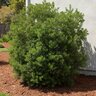 Myrica Californica Pacific Wax Myrtle