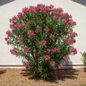 Nerium Oleander Calypso Oleander