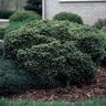Picea Abies Little Gem Dwarf Norway Spruce
