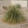Nolina Microcarpa Bear Grass