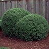 Myrtus Communis Myrtle