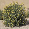 Phlomis Fruiticosa Jerusalem Sage