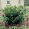 Prunus Laurocerasus English Laurel