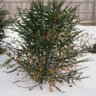 Pyracantha Angustifolia Gnome Firethorn
