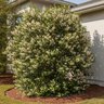 Prunus caroliniana Carolina Cherry Laurel