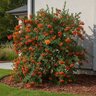 Pyracantha X Mohave Firethorn