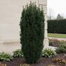 Taxus Baccata Stricta Fastigiata Irish Yew