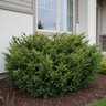 Taxus x media Tauntonii Yew