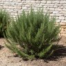 Salvia rosmarinus Rosemary