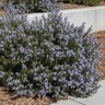 Salvia rosmarinus Irene Rosemary