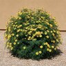 Tagetes Lemmonii Mexican Marigold
