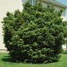 Taxus X Media Brownii Anglojap Yew