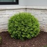 Thuja Occidentalis Danica Arborvitae