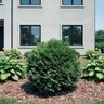 Thuja Occidentalis Little Giant Arborvitae