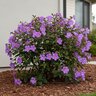 Tibouchina Urvilleana Princess Flower