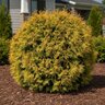 Thuja Occidentalis Rheingold Arborvitae