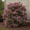Kalmia Latifolia Sarah Mountain Laurel