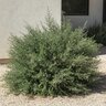 Westringia fruticosa Coast Rosemary
