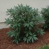Aucuba Japonica Serratifolia Sawtoothed Laurel