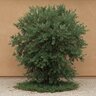 Rhamnus Alaternus Italian Buckthorn