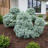 Chamaecyparis Pisifera Curly Tops Sawara Cypress