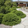 Baccharis Pilularis Twin Peaks Dwarf Coyote Brush