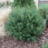 Cephalotaxus Harringtonia var. Drupacea Japanese Plum Yew