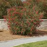 Callistemon Woodlanders Hardy Red Bottlebrush
